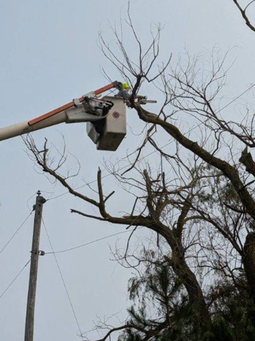 mission statement consultations Treemendous tree services Indiana