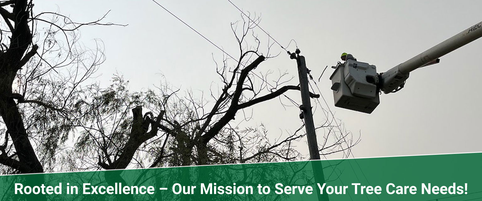 mission statement consultations Treemendous tree services Indiana