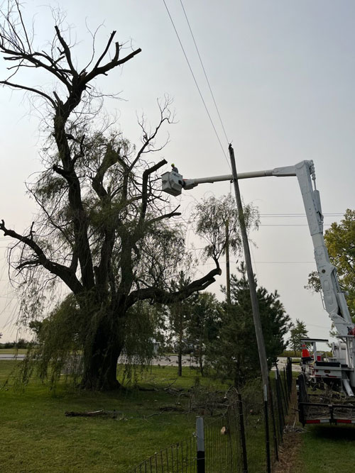risk management consultations Treemendous tree services Indiana