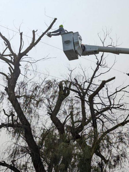 risk management consultations Treemendous tree services Indiana