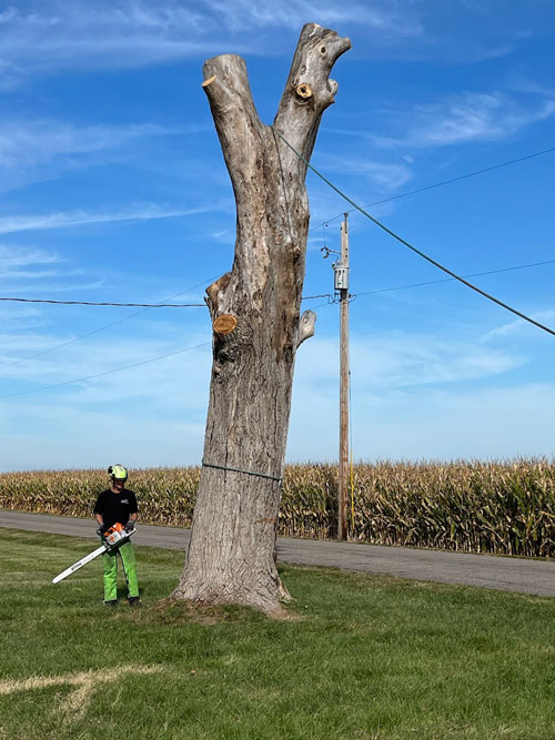 safety Treemendous tree services Indiana