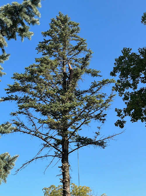 safety Treemendous tree services Indiana