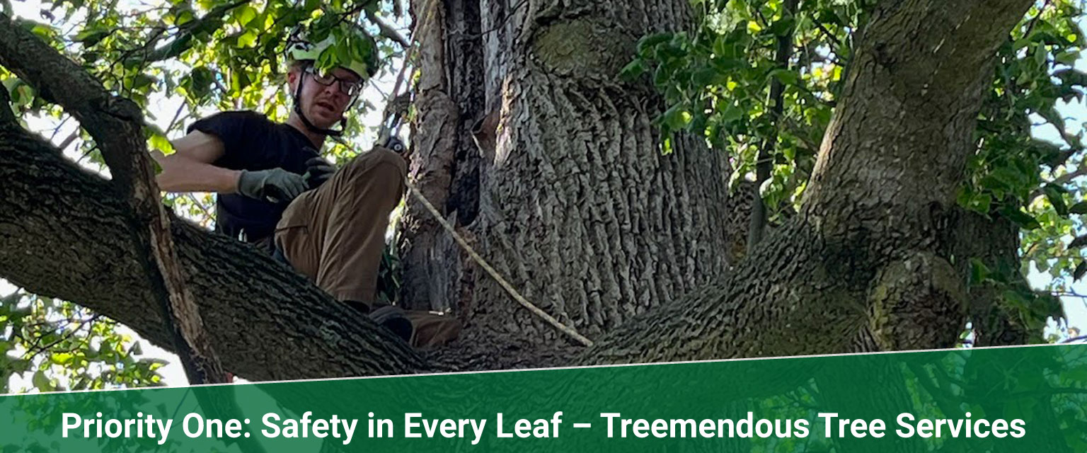 safety Treemendous tree services Indiana