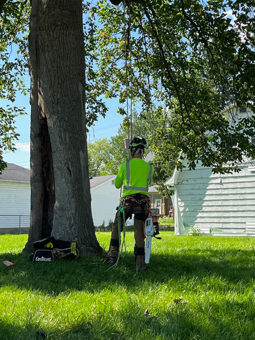 staff  Treemendous tree services Indiana
