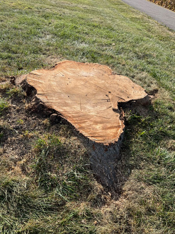 tree pruning Treemendous tree services Indiana