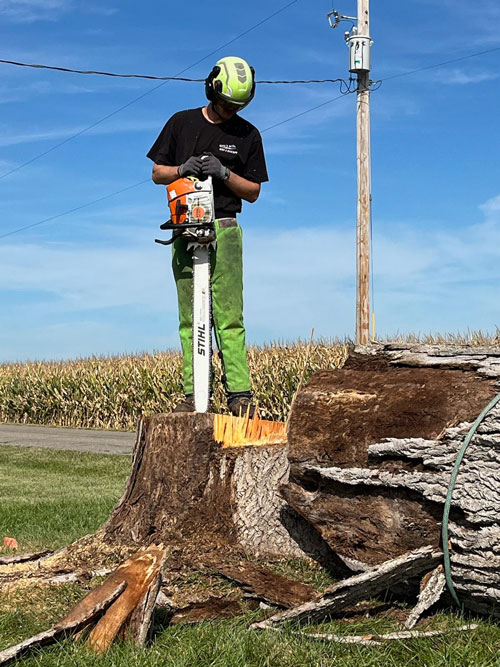 tree pruning Treemendous tree services Indiana
