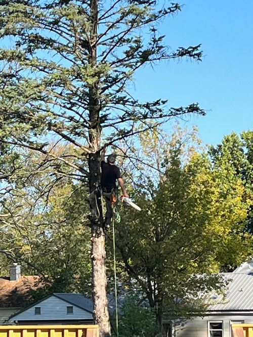tree pruning Treemendous tree services Indiana