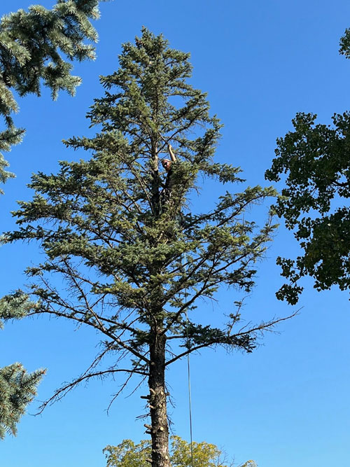 tree pruning Treemendous tree services Indiana