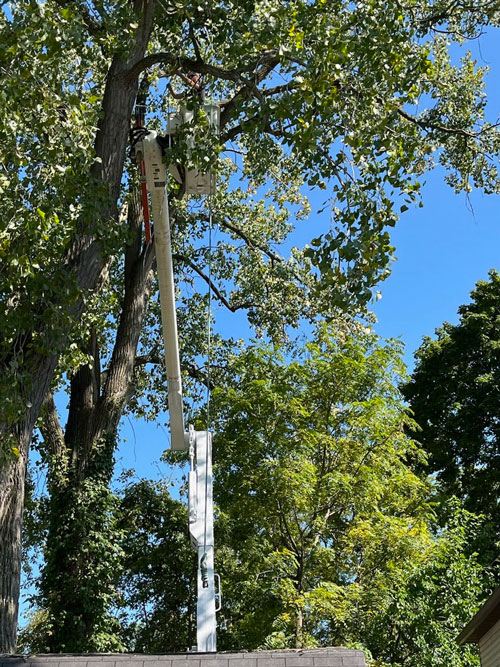 tree pruning Treemendous tree services Indiana