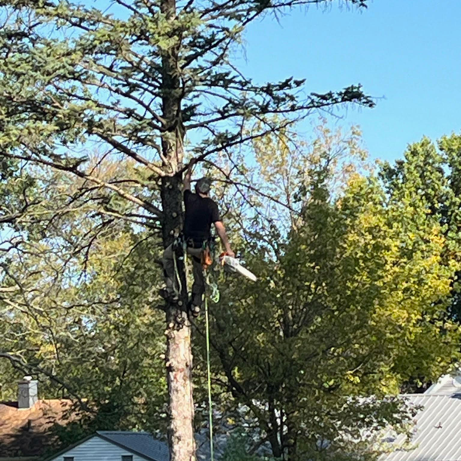 tree pruning Treemendous tree services Indiana