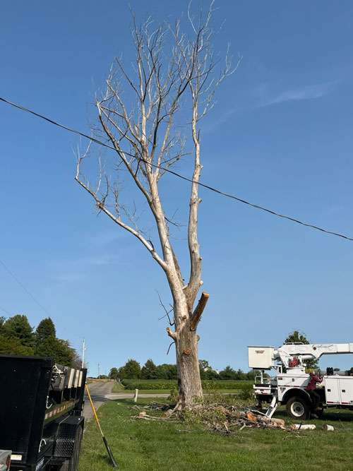 tree removal Treemendous tree services Indiana