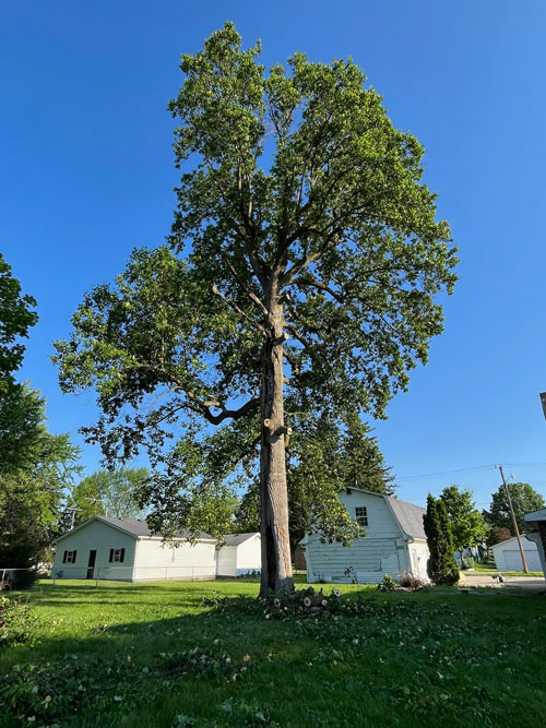 tree removal Treemendous tree services Indiana