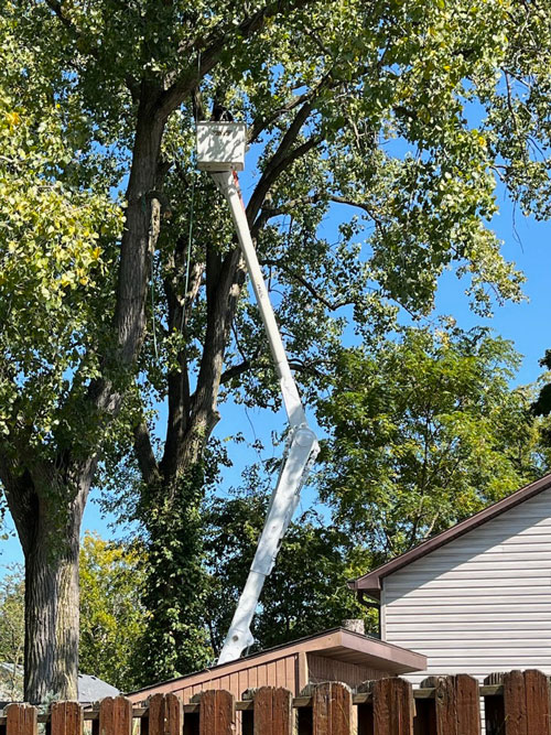 tree trimming Treemendous tree services Indiana