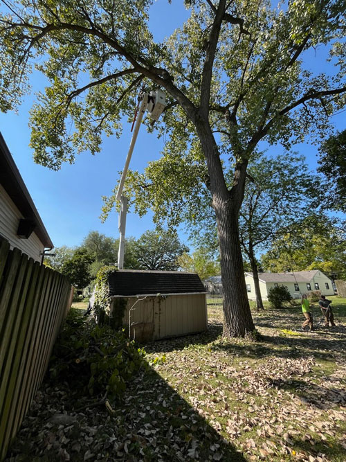 tree trimming Treemendous tree services Indiana